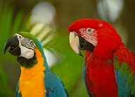 Macaws