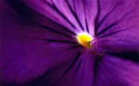 purple flower