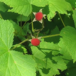 thimbleberries